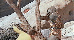 Captain Kirk v The Gorn